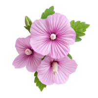 Top view of vibrant single tree mallow flowers surrounded by green leaves in a bright setting, various Single tree mallow flower top view and with isolated on transparent background png