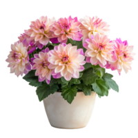 Beautiful natural flowers in a pot with pink and peach blooms on a transparent background, Beautiful natural flowers in a pot on a transparent background png