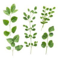 Moringa leaves displayed on a transparent background showcasing their vibrant green color and unique leaf structure, Moringa leaves on transparent background png