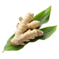 Fresh cassumunar ginger root placed on vibrant green leaves against a transparent background to highlight its unique texture and form, Cassumunar ginger with leaf on transparent background png