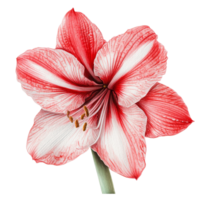 Beautiful amaryllis blossom isolated on a transparent background showcasing vibrant red and transparent petals, of amaryllis in , isolated on either transparent backgrounds png