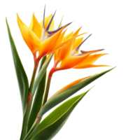 Elegant bird of paradise flowers displaying vibrant colors against a clean transparent background, of bird of paradise flowers isolated on a transparent background png