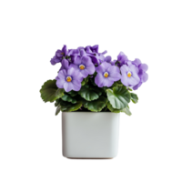 A vibrant African Violet in a square ceramic pot adds color to any indoor space, African Violet plant displayed in square ceramic pot isolated on solid transparent background png