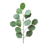 Eucalyptus leaves arranged elegantly on a transparent background, showcasing their vibrant green color and unique texture, Eucalyptus leaves on a transparent background png