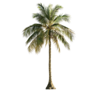 A solitary palm tree stands gracefully against a pristine transparent background, showcasing tropical beauty and tranquility, palm tree on transparent backgroundfile png