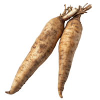 Fresh yacon roots displayed against a clean transparent background, highlighting their earthy texture and natural shape, Fresh Yacon roots on transparent background png