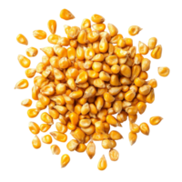 Isolated yellow corn seeds arranged on a transparent background showcasing their natural texture and color, Corn seeds isolated on transparent background png