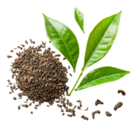 Fresh tea leaves and seeds on a transparent background showcasing their natural textures and colors, tea leaf and tea seed on transparent background png