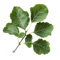 Fresh organic fig vine leaf branch against a clean transparent background for culinary and decorative uses, Fresh organic fig vine leaf branch on transparent background. Fig leaves transparent png