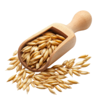 Barley grains in wooden scoop isolated on transparent background for culinary and agricultural use, Barley Grains tn the scoop Isolated on transparent background png
