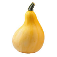 Fresh butternut squash isolated against a plain transparent background, showcasing its vibrant yellow color and shape, Fresh butternut isolated on transparent background png