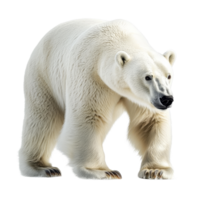 A majestic polar bear stands alone against a soft transparent background in a serene display of its natural beauty, Polar bear isolated on transparent background png