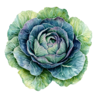 Vibrant green cabbage showcasing intricate leaf patterns against a clean transparent backdrop ready for culinary use, slice cabbage isolated on transparent background png