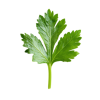 Fresh celery leaf isolated on a transparent background showcasing its vibrant green color and unique leaf structure for culinary use, Celery leaf isolated on transparent background png