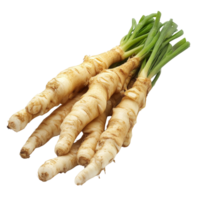 Fresh Kaempfer finger root known as Krachai harvested in Thailand with vibrant green shoots, Kaempfer finger root Krachai Thai herbisolated on transparent background png