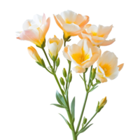 Delicate freesia flowers in soft peach and transparent hues isolated on a bright transparent background for floral displays, freesia flowers isolated on transparent background png