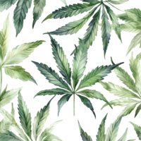 Beautiful watercolor cannabis leaves on a clean transparent background showcasing natural textures and colors, cannabis leaves transparent background png