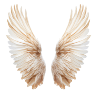 Detailed view of beautifully crafted wings isolated on a transparent background, highlighting intricate feather patterns, Wings isolated on transparent background png
