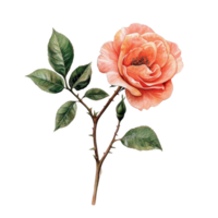 Elegant rose on a tree branch against a transparent background showcasing its delicate beauty and vibrant color, Rose flower with tree branch transparent background. Rose flower transparent background png