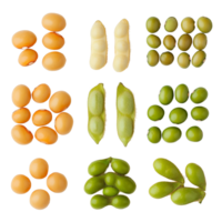 An isolated view of different soybean varieties showcasing color and texture on a subtle background, Different angle of individual soybean isolated png