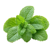 Fresh mint leaves isolated on a transparent background, capturing their vibrant green color and texture, of fresh mint leaves isolated on transparent background png