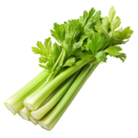 Fresh celery stalks with vibrant green leaves isolated on a clean transparent background, showcasing its natural freshness and crisp texture, Celery isolated on transparent background png