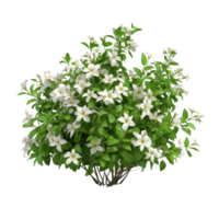 A lush jasmine flower bush showcasing transparent blooms surrounded by vibrant green leaves, a bush of jasmine flowers, file of isolated object with shadow on transparent background png