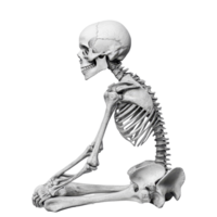 Realistic human skeleton isolated on a transparent background showcasing anatomical features in a seated position, Skeleton Isolated on transparent background png