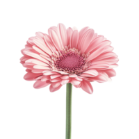 Vibrant pink gerbera flower isolated on a transparent background showcasing its delicate petals and unique structure, pink gerber flower isolated on transparent background png