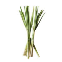 Fresh lemongrass stalks arranged neatly on a clean transparent background, ideal for culinary use and decoration, Lemongrass on transparent background png