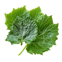 Fresh organic gunnera leaves displayed on a clean transparent background for culinary and decorative use, Fresh organic grape with leaves on transparent background png