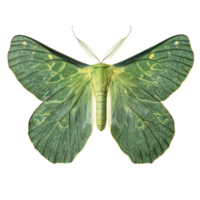 Stunning green moth wings with a leaf texture isolated on a transparent background, Green Moth Wings with Leaf Texture, Isolated on transparent background png
