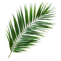A vibrant tropical palm leaf elegantly displayed in a transparent frame, adding a touch of nature to the decor, tropical nature green palm leaf in picture frame on transparent backgroundfile png