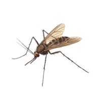 Detailed illustration of a mosquito set against a transparent background showcasing its anatomical features and structure, mosquito colis on transparent backgroundfile png