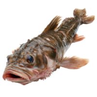Fresh monkfish displayed on a clean transparent background, showcasing its unique features and textures, Monkfish on transparent background png