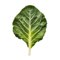 Fresh cabbage leaf displayed on a clean transparent background, showcasing vibrant green color and intricate leaf patterns, cabbage leaf on transparent background png