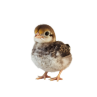 A baby chicken stands on a transparent background showcasing its soft feathers and curious expression, Baby Chicken on transparent background png