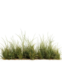 A stack of bentgrass with a transparent background showcasing its lush green blades and delicate texture, Bentgrass stack border transparent background png