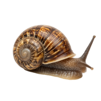A closeup of a patterned snail crawling on a transparent background, highlighting its unique shell and texture, Snail isolated on transparent background png