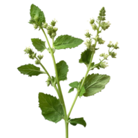 Fresh catnip plant with green leaves and buds on a transparent background showcasing medicinal properties, Medicinal plants catnip on a transparent background png