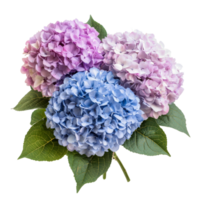 A beautiful bouquet of hydrangeas in soft pastel colors on a transparent background, Bouquet of hydrangeas flowers, isolated on transparent background png