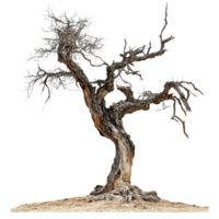 An ancient tree standing alone against a stark transparent background, showcasing its twisted branches and rugged bark, Old tree isolated on transparent background png