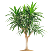 Pandanus palm tree with vibrant green leaves isolated on a transparent background, showcasing tropical nature, Pandanus Palm isolated on transparent background png