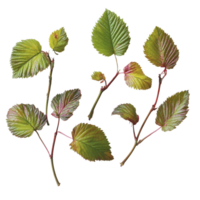 Fresh raspberry leaves arranged neatly on a transparent background highlighting their vibrant colors and textures, Raspberry leaves on a transparent background png