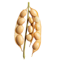Different angle of a single soybean pod with seeds, showcasing its natural shape and texture against a background, Different angle of individual soybean isolated png