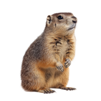 Marmot standing upright against a transparent background in a natural and curious posture, Marmot on transparent background png