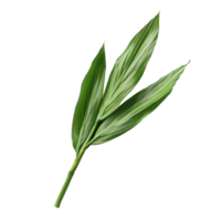Fresh pandan leaves arranged on a transparent background for culinary and aromatic use, pandan leaf on transparent background png