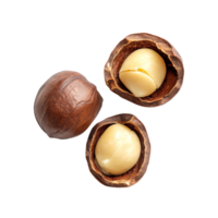 Fresh macadamia nuts on a clean transparent background showcasing their unique shell and rich interior, macadamia on transparent background png