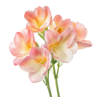 Beautiful freesia flower bouquet isolated on transparent background showcasing delicate petals and vibrant colors, freesia flower isolated on transparent background png