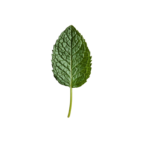 A single fresh mint leaf rests on a neutral backdrop, showcasing its vibrant green color and intricate texture, Single fresh mint leaf png